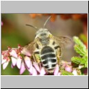 Andrena fuscipes - Heidekraut-Sandbiene m02a 8 mm -Sandgrube Niedringhaussee.jpg
